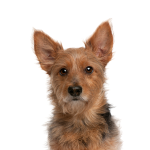 Happiness Is Pets Australian Terrier
