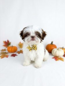 Happiness Is Pets Shih Tzu puppy available
