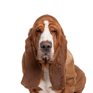 Happiness Is Pets Basset Hound