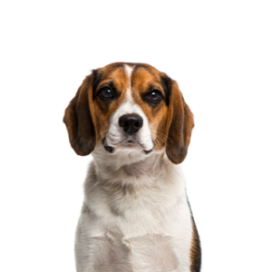 Happiness Is Pets Beagle