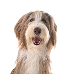 Happiness Is Pets Bearded Collie