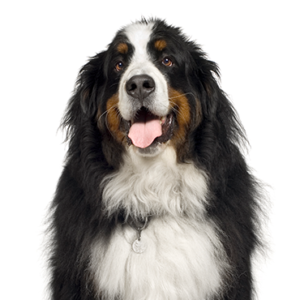 Happiness Is Pets Bernese Mountain Dog