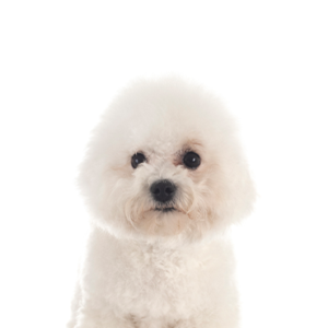 Happiness Is Pets Bichon Frise