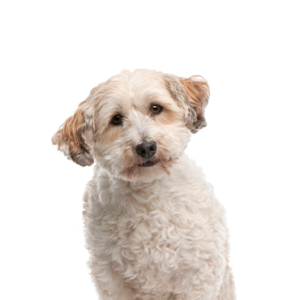 Happiness Is Pets Bichon Poo