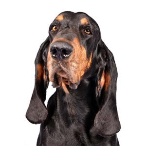 Happiness Is Pets Black and Tan Coonhound
