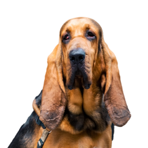 Happiness Is Pets Bloodhound