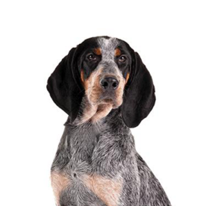 Happiness Is Pets Bluetick Coonhound