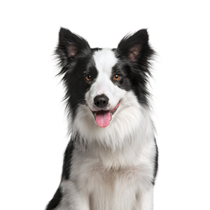 Happiness Is Pets Border Collie