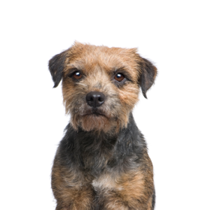 Happiness Is Pets Border Terrier