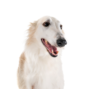 Happiness Is Pets Borzoi