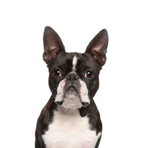Happiness Is Pets Boston Terrier