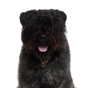 Happiness Is Pets Bouvier des Flandres