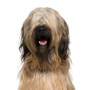 Happiness Is Pets Briard
