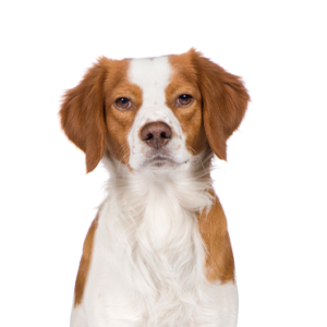 Happiness Is Pets Brittany