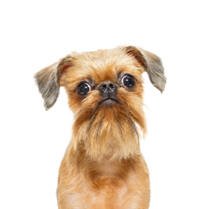 Happiness Is Pets Brussels Griffon