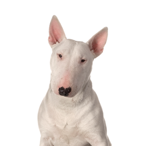 Happiness Is Pets Bull Terrier