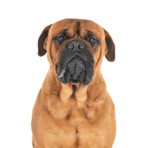 Happiness Is Pets Bullmastiff