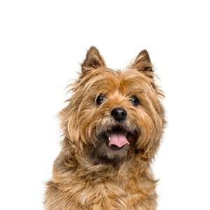 Happiness Is Pets Cairn Terrier