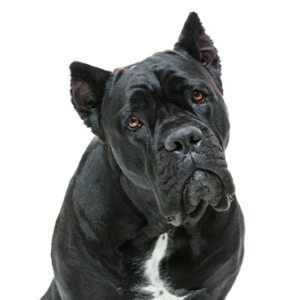 Happiness Is Pets Cane Corso