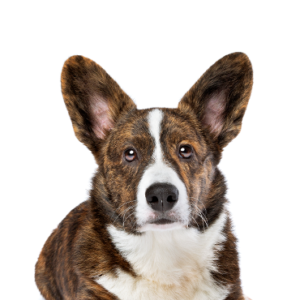 Happiness Is Pets Cardigan Welsh Corgi