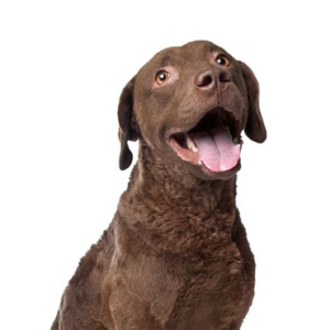 Happiness Is Pets Chesapeake Bay Retriever