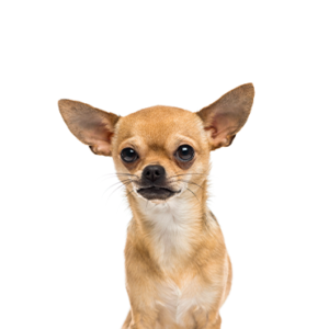 Happiness Is Pets Chihuahua