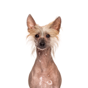 Happiness Is Pets Chinese Crested