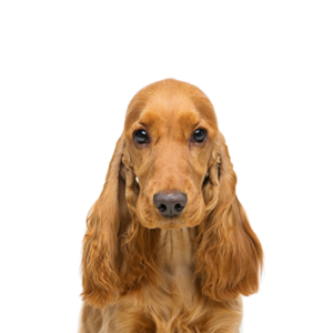 Happiness Is Pets Cocker Spaniel