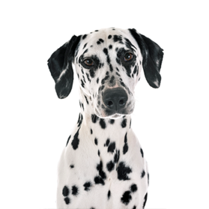 Happiness Is Pets Dalmatian