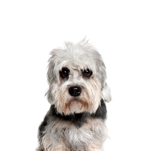 Happiness Is Pets Dandie Dinmont Terrier