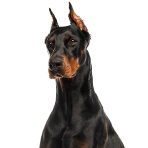 Happiness Is Pets Doberman Pinscher
