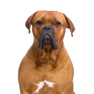 Happiness Is Pets Dogue de Bordeaux