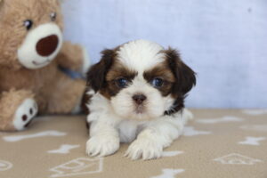 Shih Tzu puppy