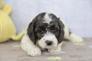 Cockapoo puppy