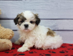 Shih Tzu puppy