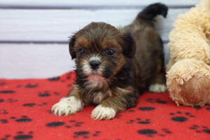 Teddy Apso puppy