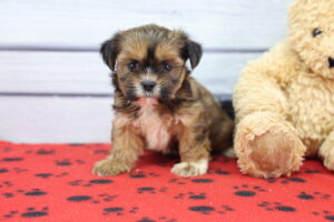 Teddy Apso puppy