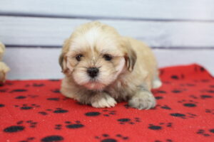 Lhasa Apso puppy