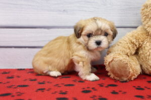 Lhasa Apso puppy