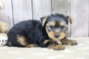 Yorkshire Terrier puppy