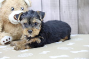 Yorkshire Terrier puppy