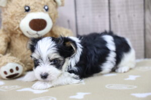 Morkie puppy