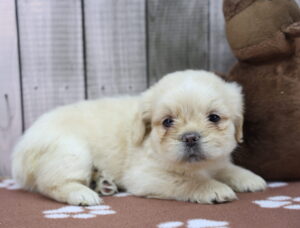 French Bull-Apso puppy