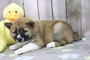Shiba Inu puppy