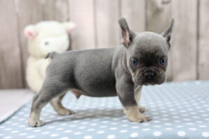 French Bulldog puppy