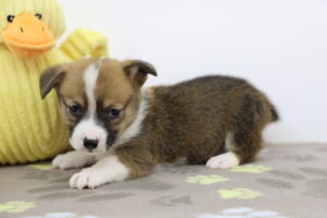 Pembroke Welsh Corgi puppy