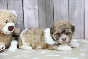 Havanese puppy