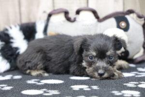 Miniature Schnauzer puppy