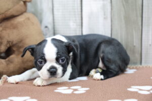 Boston Terrier puppy