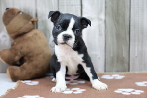 Boston Terrier puppy